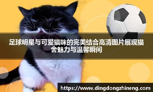 足球明星与可爱猫咪的完美结合高清图片展现猫舍魅力与温馨瞬间